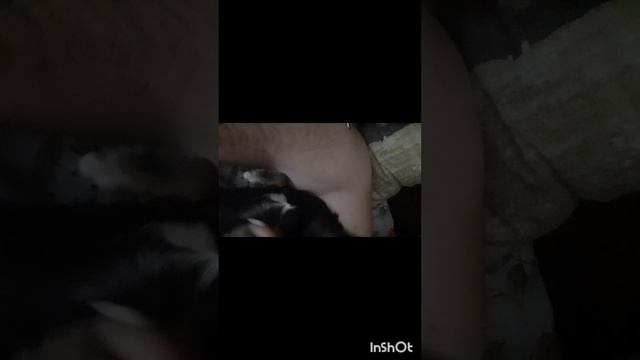 Животные.Сборник моментов из жизни братьев меньших.Фильм1.Серия1 .mp4