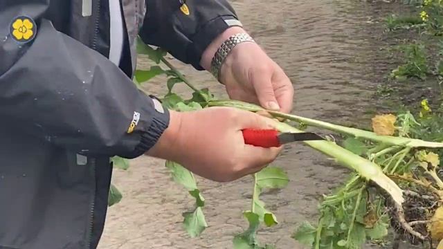 Агросопровождение выращивания озимого рапса в  Орловской области