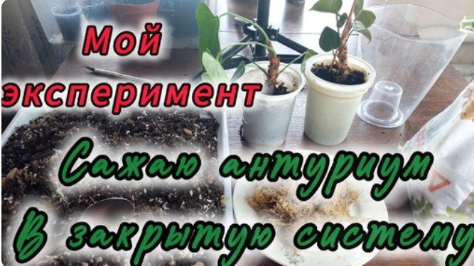 Посадка антуриума в закрытую систему