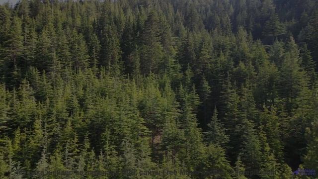 Саунд заставляет почувствовать природу кожей - Essence -- Ketsa -- Summer With Sound