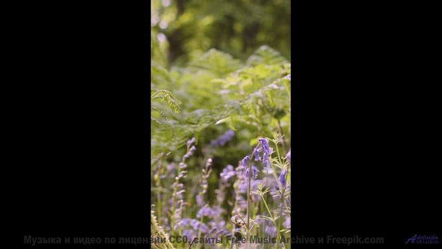 Это видео изменит ваше восприятие реальности - смотрите! - Morning Coffee -- HoliznaCC0 -- Lo-fi And
