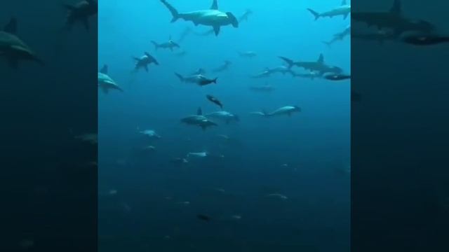 749568374430.mp4
