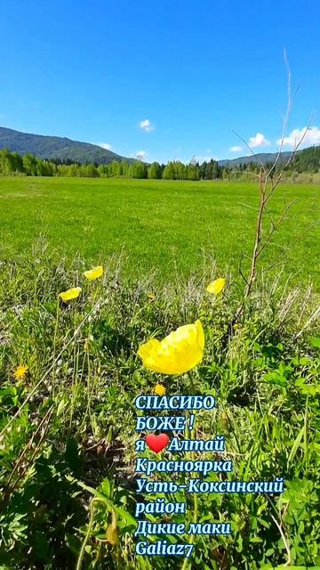 Алтай Дикие маки