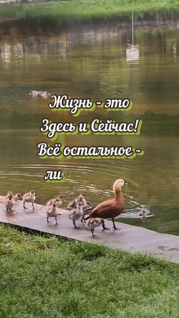 Счастливого утра!💐#доброеутро#лето#shorts