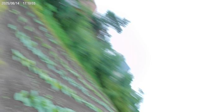 Результаты борьбы с борщевиком.