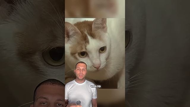 Кот Чуть не убил хозяйку 😱