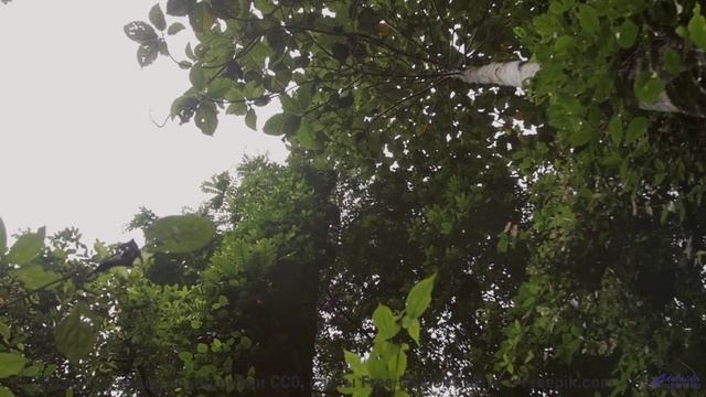 Мелодия, которая лечит душу! - Reflections -- Scott Holmes Music -- Indie-Pop + Acoustic Background