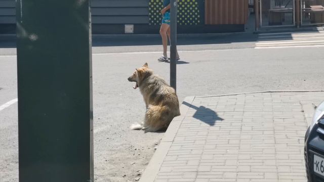 Дорожный пёс