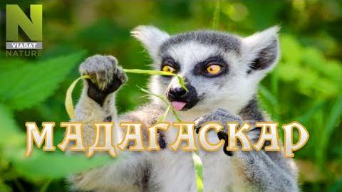 Мадагаскар. Удивительный мир природы, дикие животные. #Документальный фильм.  12+