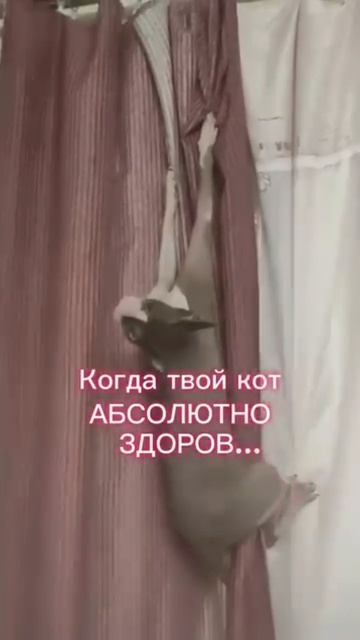 Ещё больше котиков в канале https://t.me/cotorai