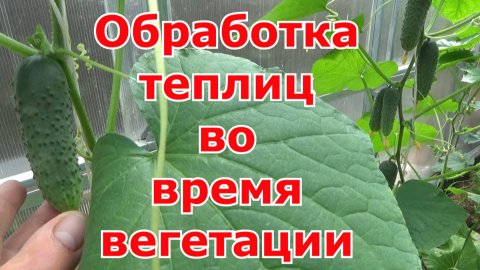 Обработка теплиц табачными шашками во время роста и плодоношения растений.