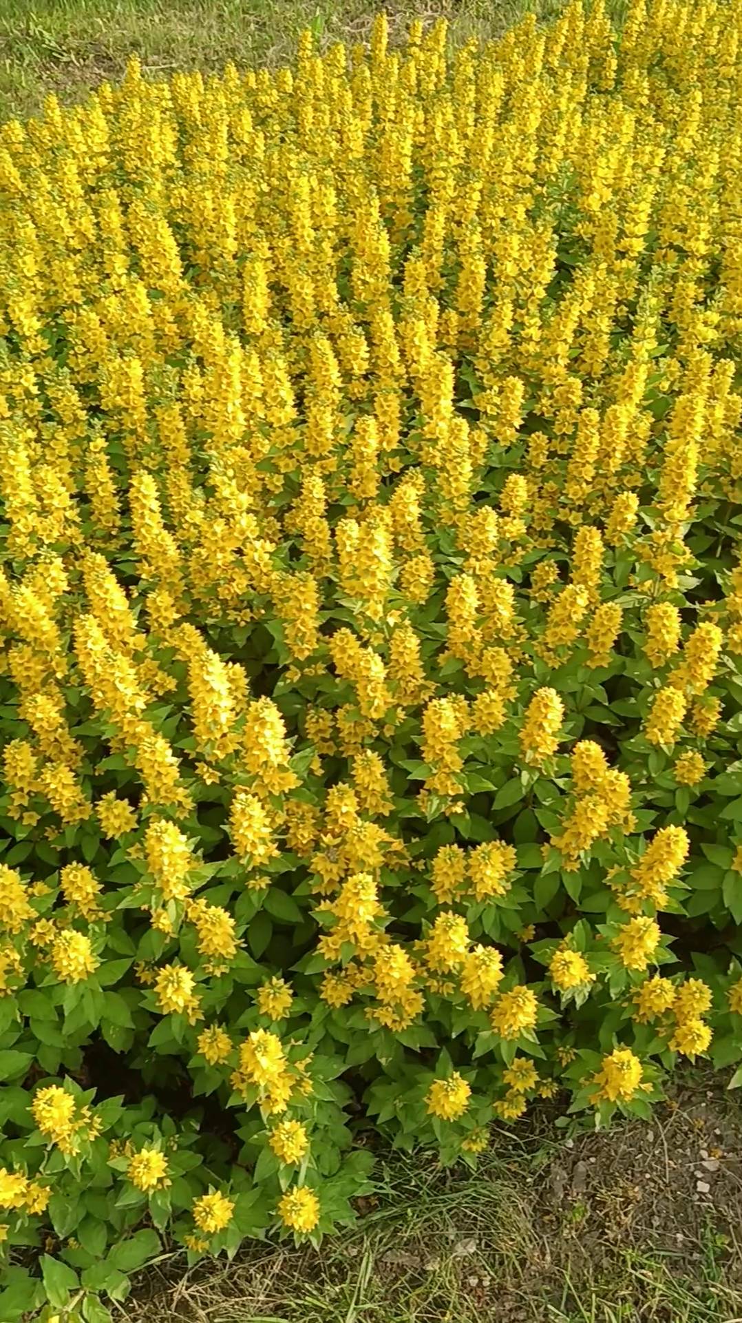 🌿Очарование природы раскрыто! ❤️ Удивительная красота вербейника точечного 🌱 Поймано моей камерой