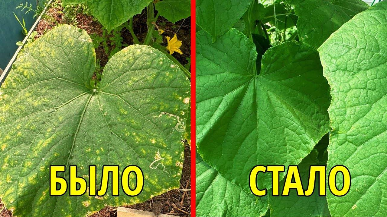👉 Желтеют листья у огурцов? Немедленно полейте ЭТИМ — спасёт урожай!