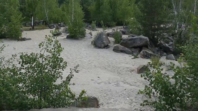 койот