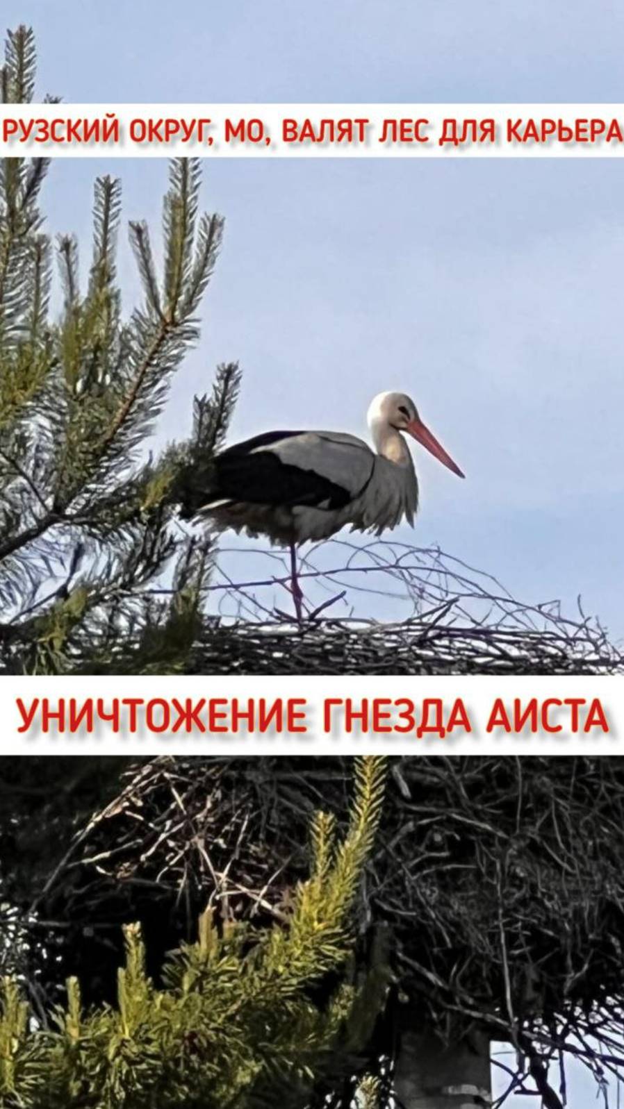 Разрушение гнезда краснокнижного аиста в Рузском округе при бездействии местной власти