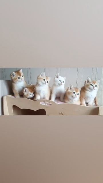 Британские котята