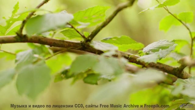 Музыка, от которой мурашки бегут по коже - это невероятно! - Cool Jazzy Bass + Vibraphone -- M33 Pro