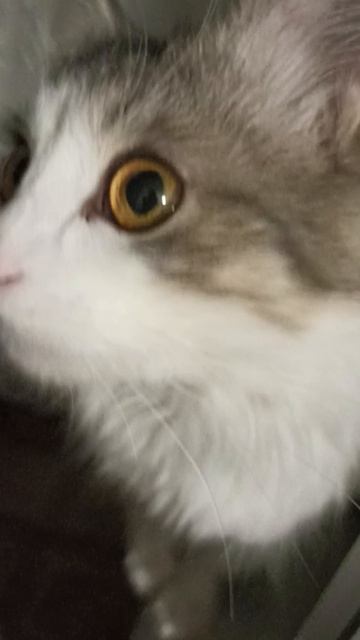 Лунтик