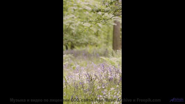 Этот трек звучит лучше всего среди этих полей - El Camino del Alce -- Silva de Alegria -- Primavera