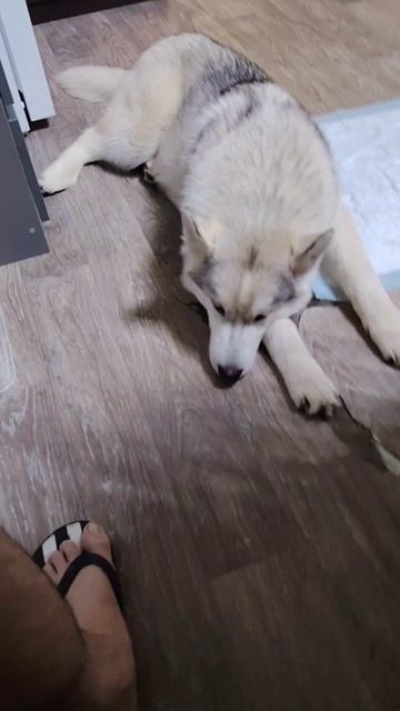 Джек выставил стену 🤣