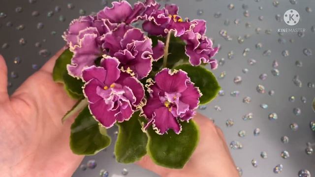 Опять цветут НОВИНКИ! Много разочарований. Зима Улыбается, Шанжан, Галактический Шторм, Мерелин Монр