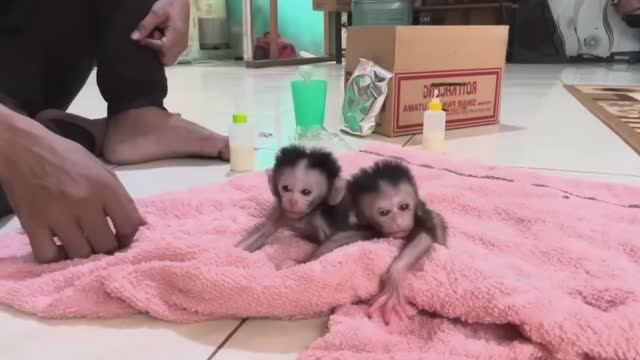 Обезьянки 2 МАЛЮТКИ потеряли маму Папа поит смесью из соски Еле ползают крохи МИЛОТА