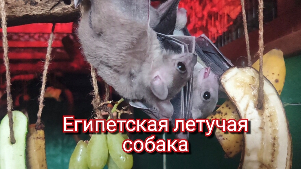 Египетская летучая собака