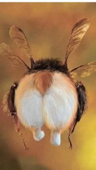 прям хариер - ренок...