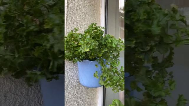 Сколько пеларгоний осталось? Вынесла все на балкон.