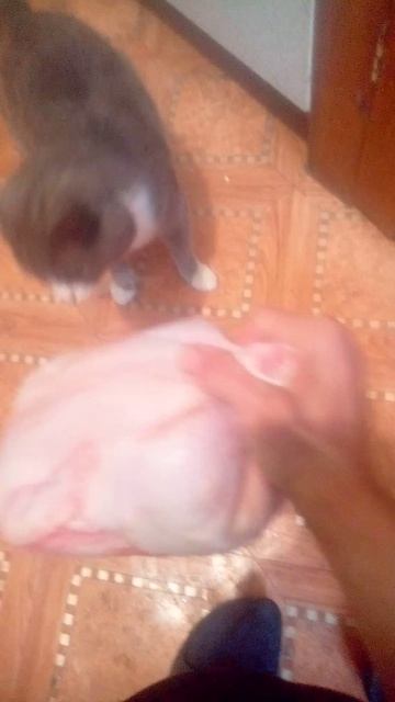 VID_20250518_163049.3gp