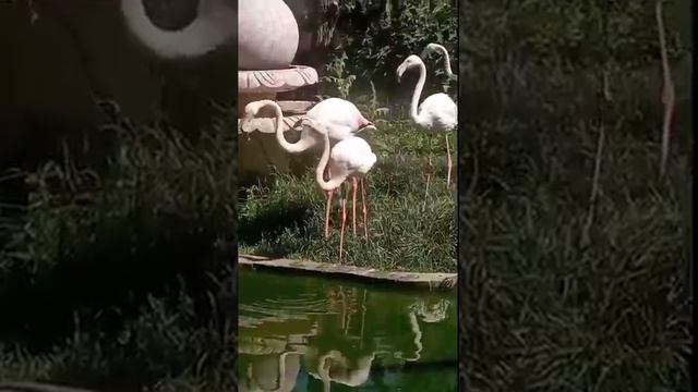 Фламинго от слова тайган