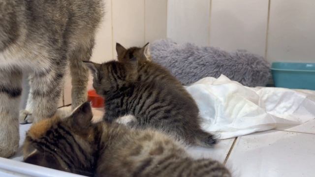 Забрали у мамы-кошки и подкинули нам... | Груня