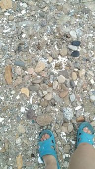 Яйца чайки?