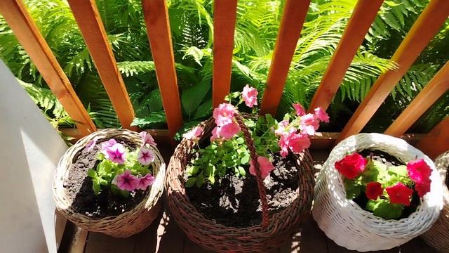 Завтрак из чесночный стрелок. Последствия после урогана.