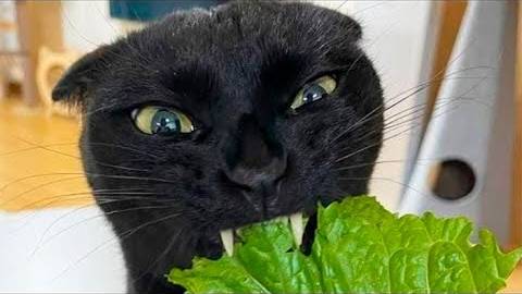 ПРИКОЛЫ С ЖИВОТНЫМИ ДО СЛЕЗ _ Смешные КОТЫ 2022 _ Приколы с КОТАМИ _ Funny ANIMALS video (6)