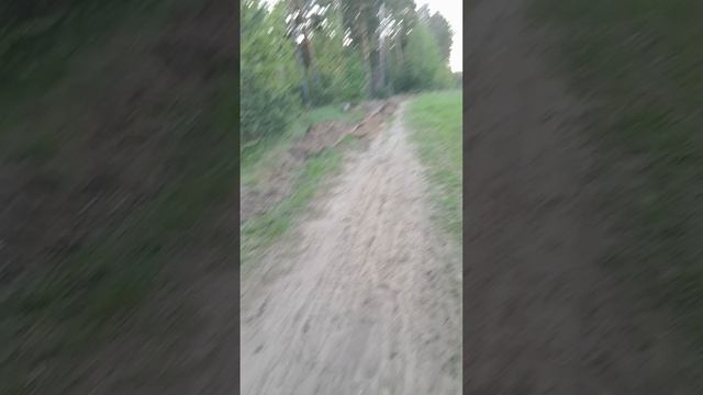 Интересные холмики вырастают в лесах Подмосковья