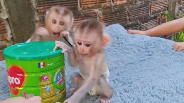 Обезьянки 2 КРОХОТУЛЕЧКИ жмутся к рукам пищат кушать просят Миленькие лапочки