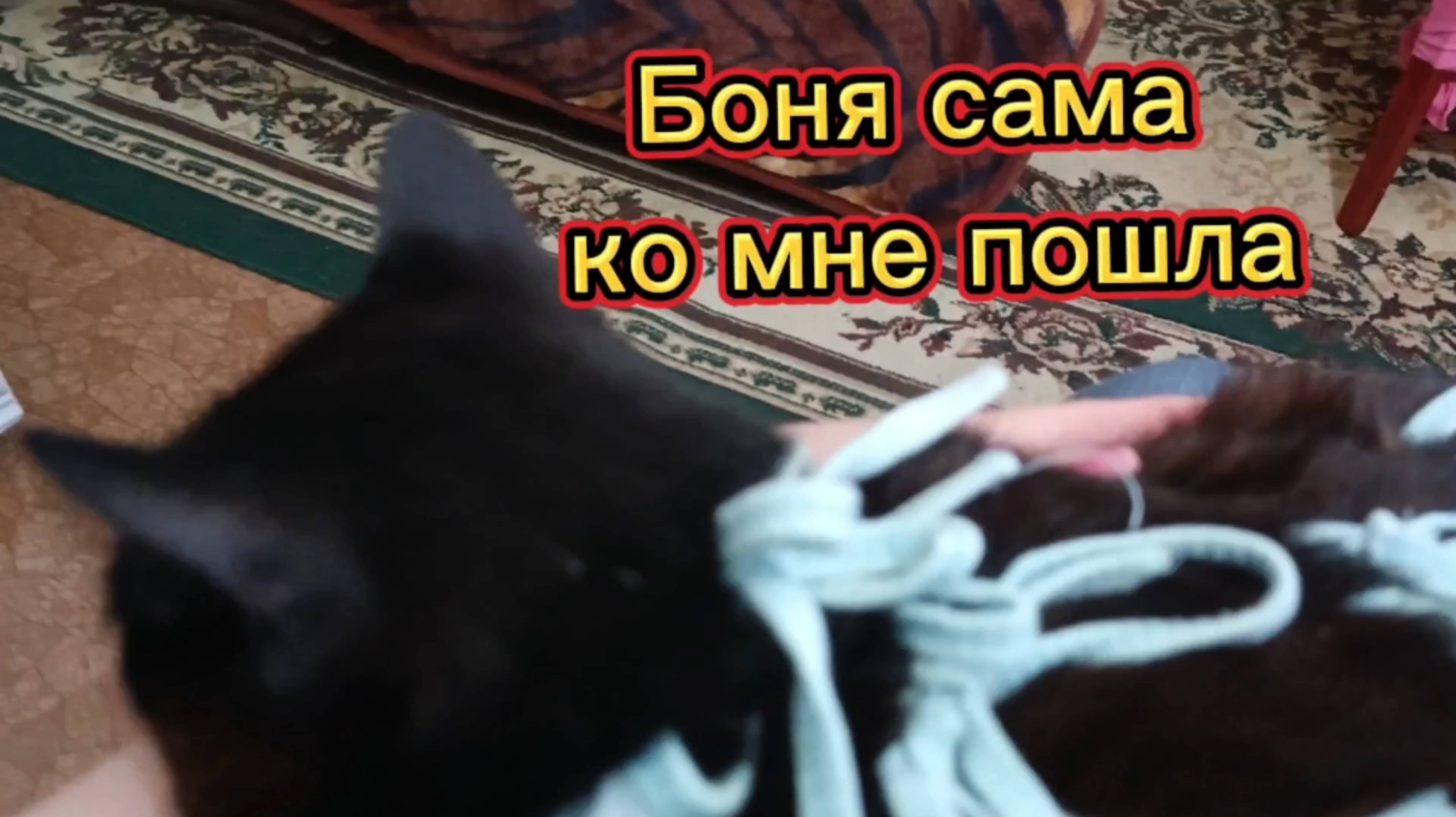 Боня сама пришла ко мне на колени 💖