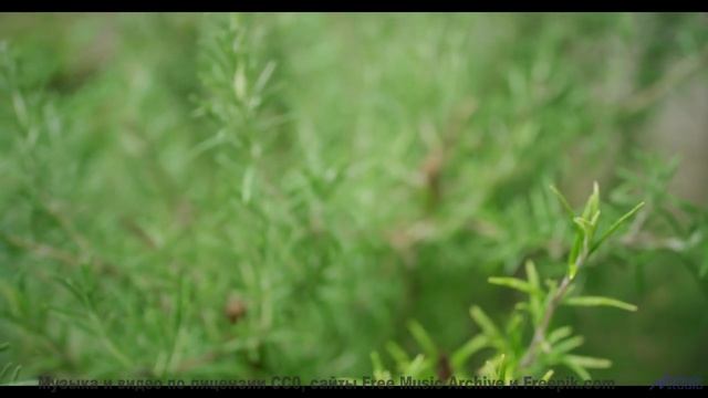 Это видео - как шёпот 'я люблю тебя' в тишине! - Together -- Hollie Cook -- Live at WFMU for Sophist
