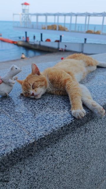 Рисковый Худыша изучает кота