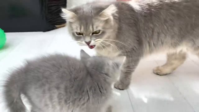 Первое знакомства котёнка с кошкой. Покормит она его?