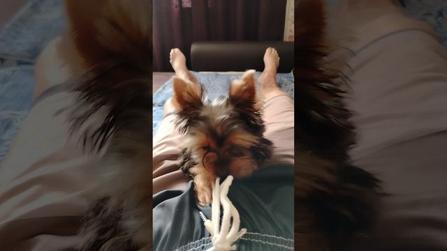 озорник