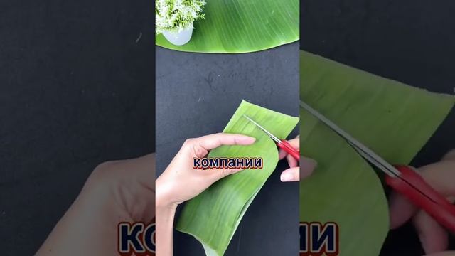 история