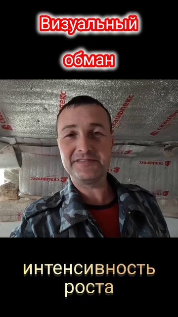 Интенсивность роста свиней , быстрорастущие породы и медленно растущие