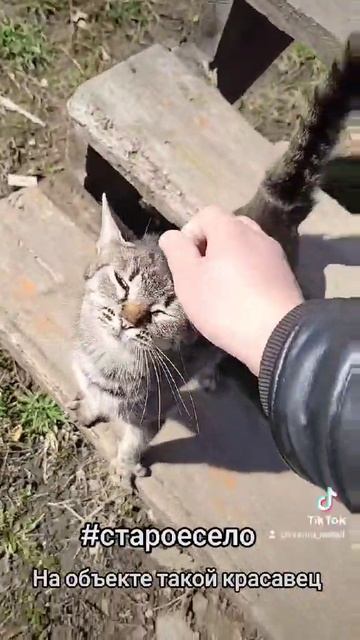 Кот на объекте I Животные с объектов I Жизнь по мимо работы I КОТ I Забавные животные