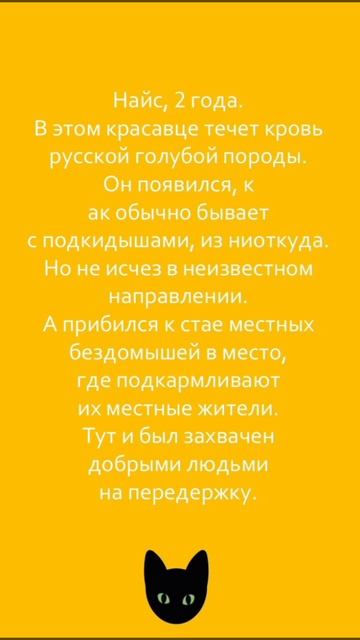 Ласковый Найс ищет дом! ❤️