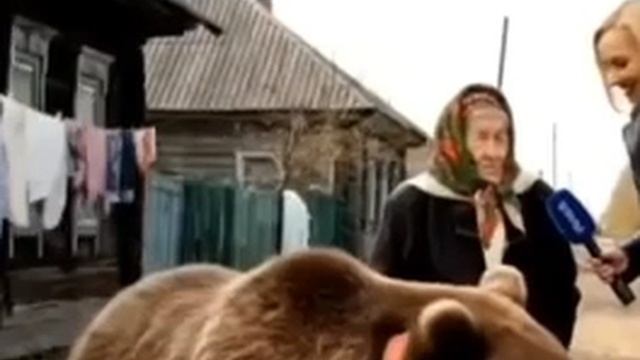 Бабушка воспитывает медведя как собаку
