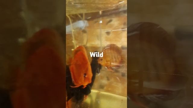 Дискусы КРИСТАЛЛА Wild red ika.