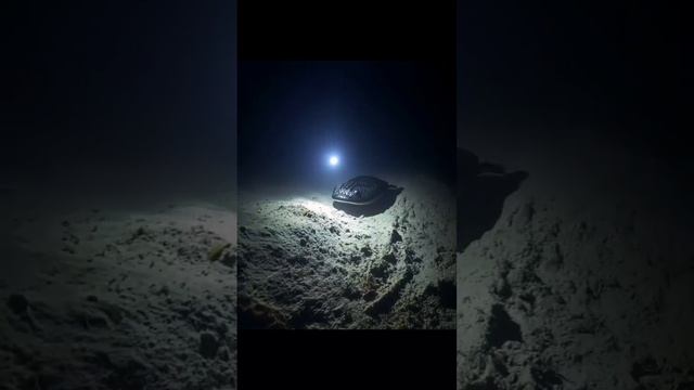 Жители глубин, куда никогда не попадает солнце!