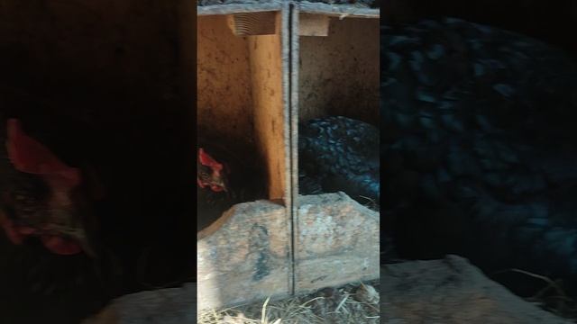 Кормлю кур🐔 собираю яйца 🥚 Ещё двух квочек отсадил в заключение